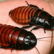Illustration for article titled Happy Valentines Day! I Got You This emGiant Hissing Hell-Cockroach/em